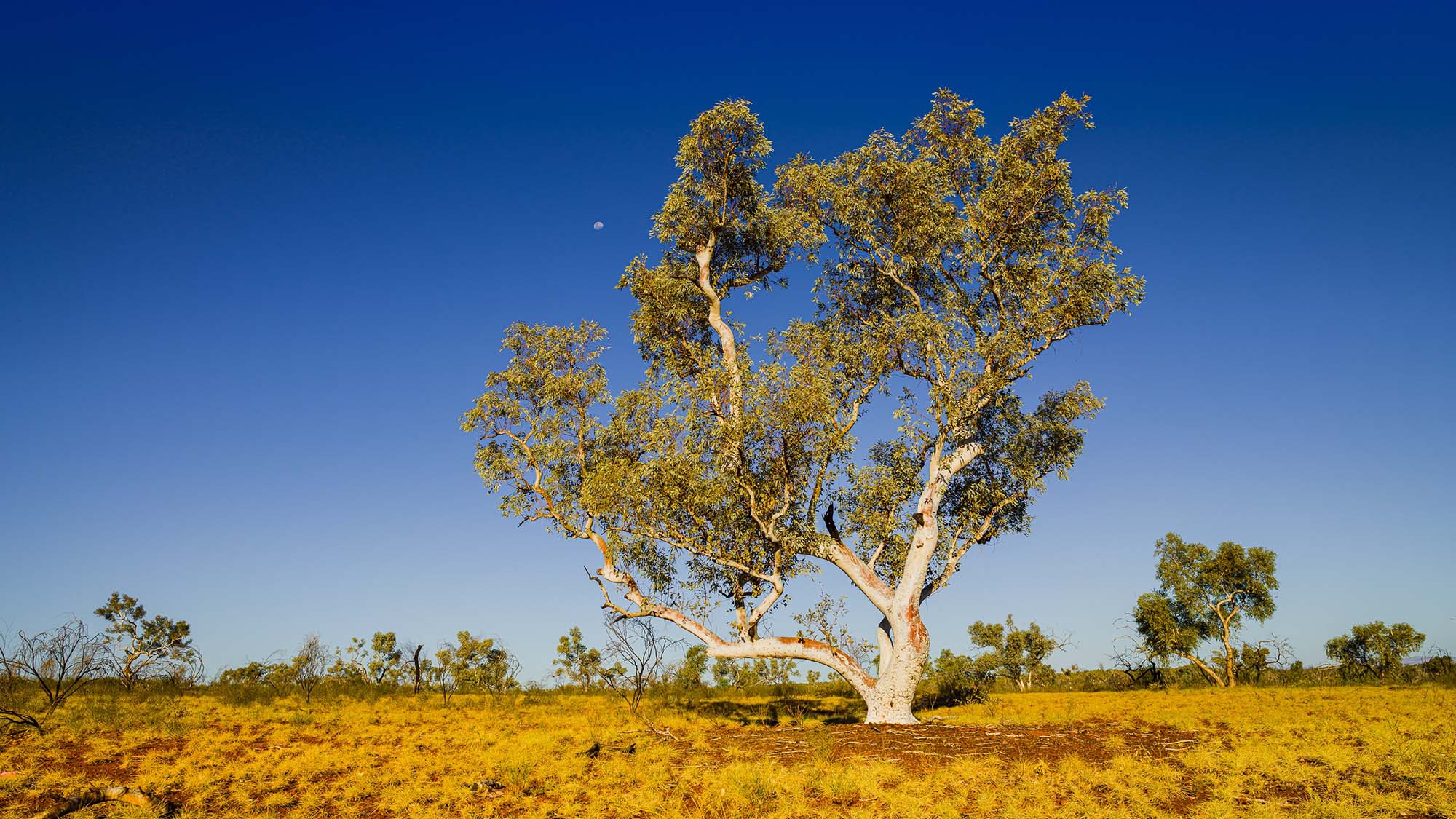 Lone tree in North-West Australia with the moon behind it