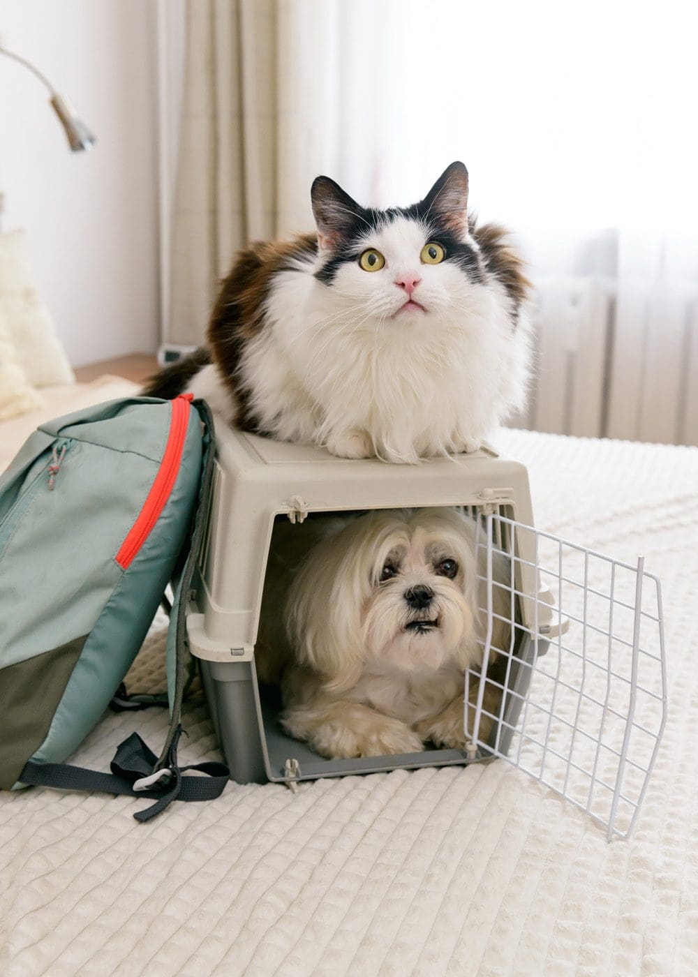 A cat and dog getting prepared for Nexus Airlines flight