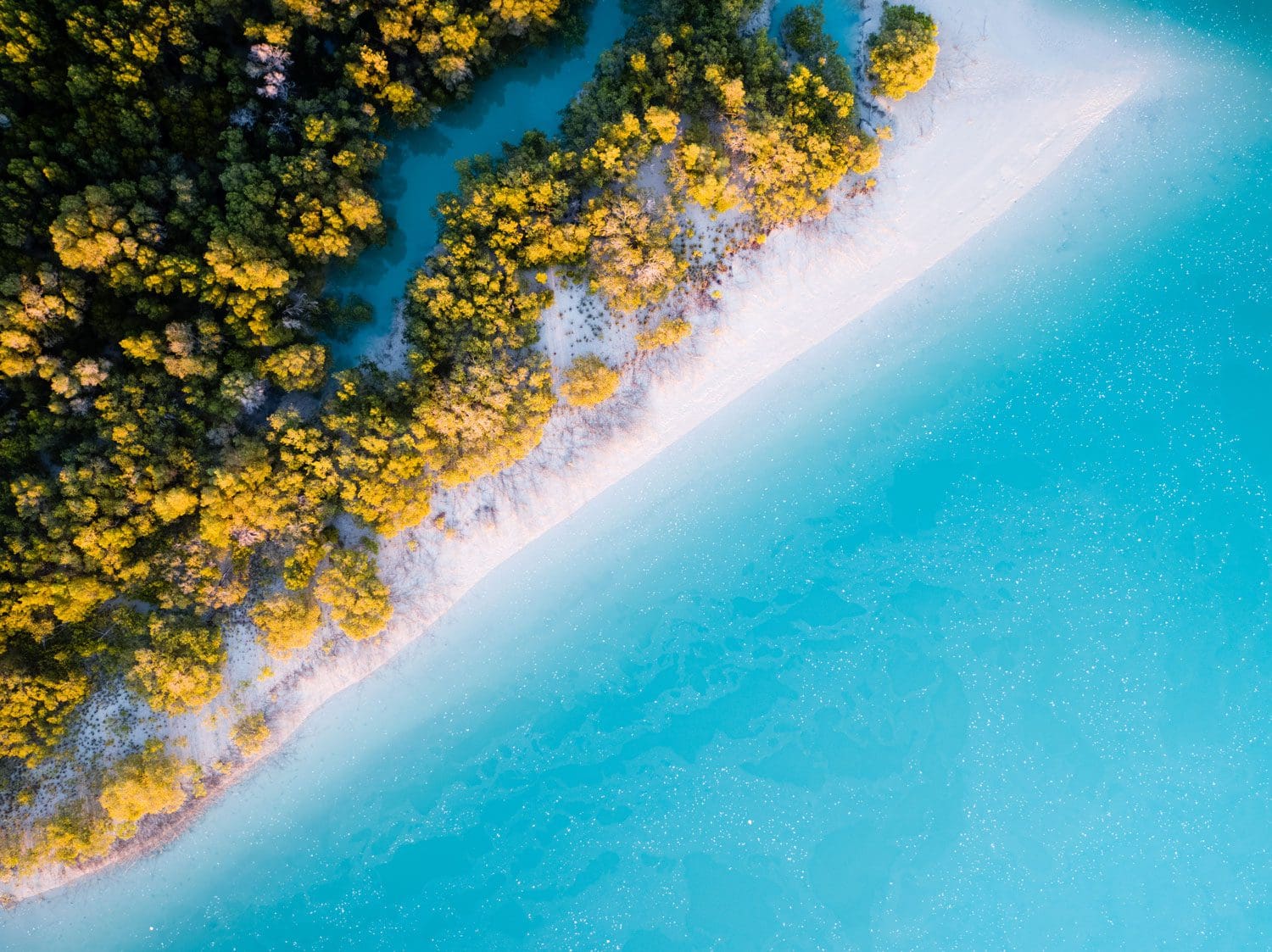 Aerial view of turquoise ocean meeting tree filled beach