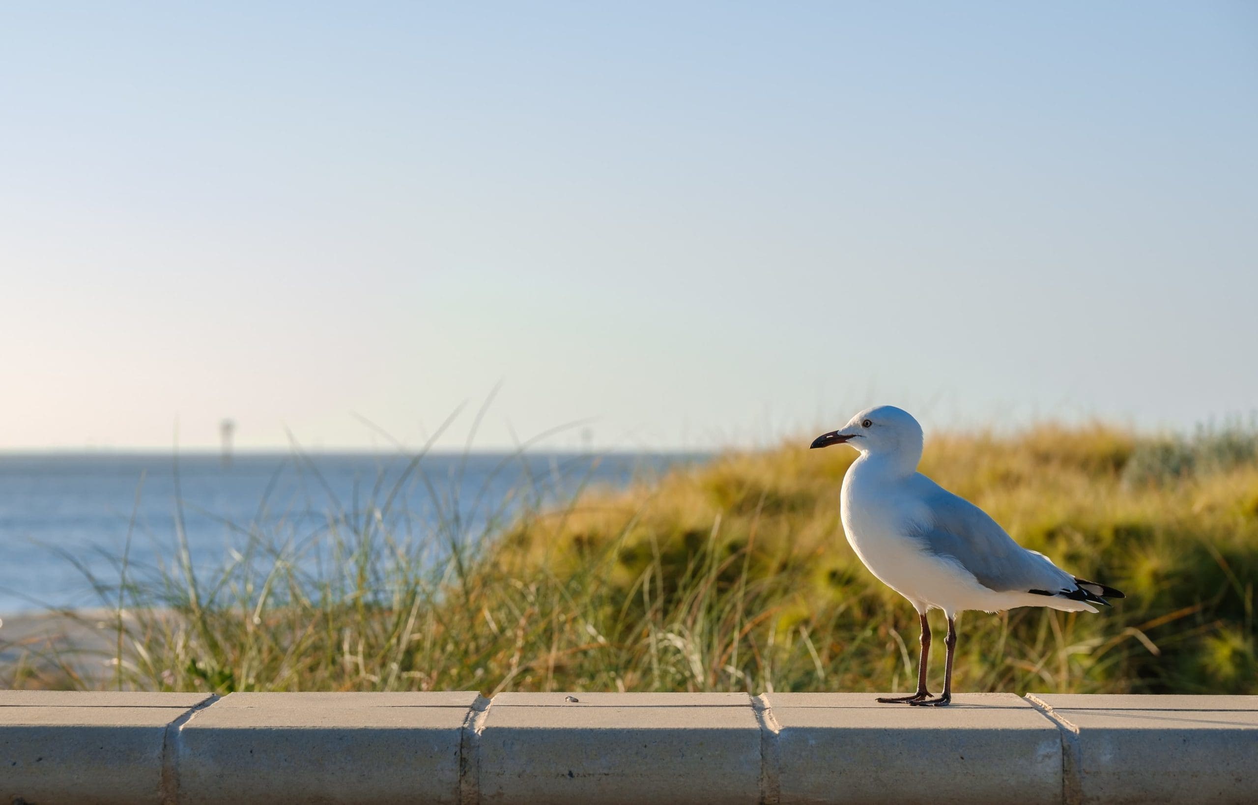 Seagull stood on top of a brick wall