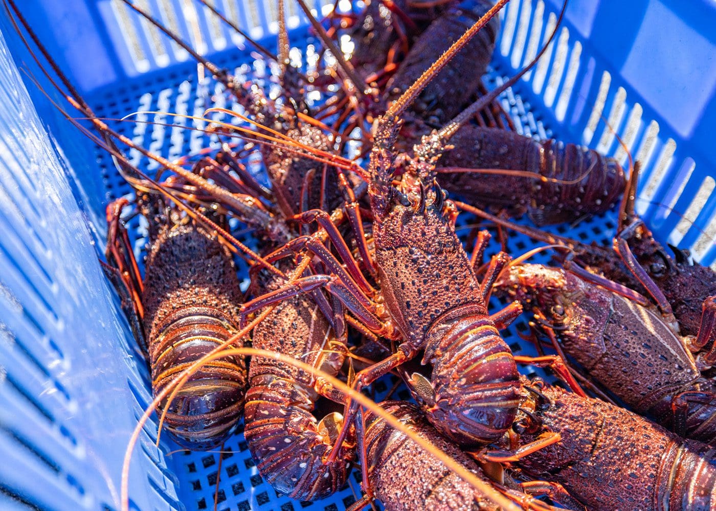 Crayfish in a blue plastic crate